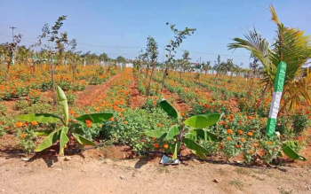 23 Cent Agricultural/Farm Land for Sale in Kalapet, Pondicherry