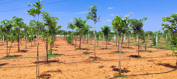 Agricultural/Farm Land for Sale in Cheyyur, Chengalpattu (9600 Sq.ft.)