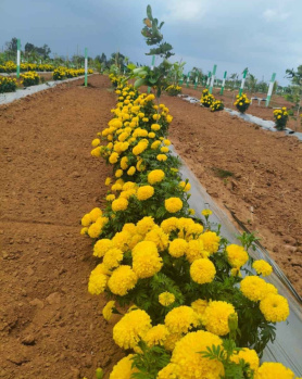 Property for sale in Chithamur, Kanchipuram