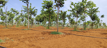 Red soil farm for sale near Ecr