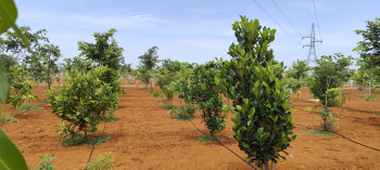 Agricultural/Farm Land for Sale in Ecr To Marakanam Road, Chennai (9600 Sq.ft.)