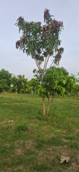 Agricultural/Farm Land for Sale in Uthiramerur, Kanchipuram (9600 Sq.ft.)