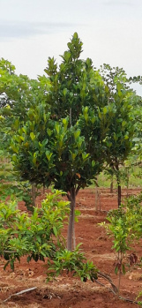 Property for sale in Melmaruvathur, Chennai