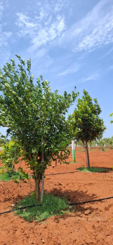 Property for sale in Melmaruvathur, Chengalpattu