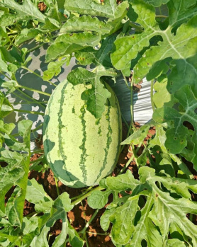 Property for sale in Maduranthakam, Chengalpattu