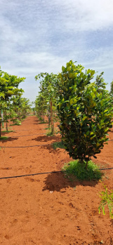 Agricultural/Farm Land for Sale in Melmaruvathur, Chengalpattu (10000 Sq.ft.)