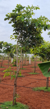 Property for sale in Melmaruvathur, Chengalpattu