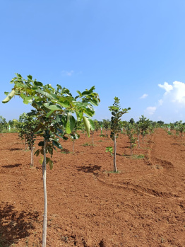 Agricultural/Farm Land for Sale in Walajabad, Kanchipuram (10000 Sq.ft.)