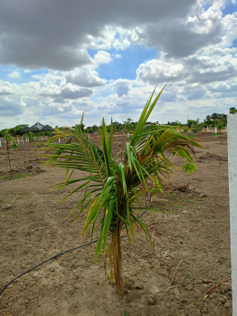 Agricultural/Farm Land for Sale in Mahindra World City, Kanchipuram (9600 Sq.ft.)