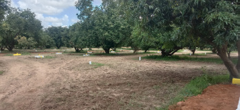 DTCP APPROVED FARM LAND WITH MANGO 🥭 TREES AND COCONUT 🥥 TREES