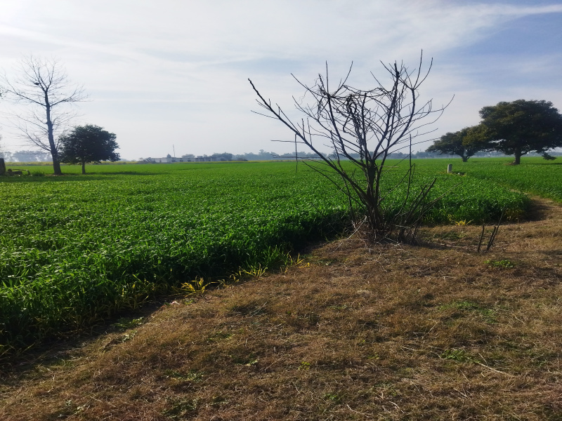 Agriculture Land for sale near Ropar