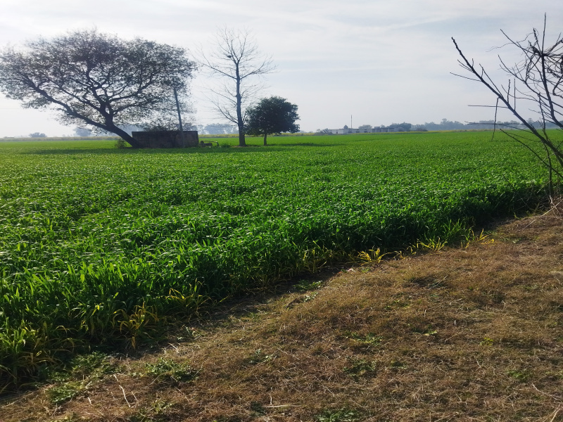 9 Acre Agricultural/Farm Land for Sale in Rupnagar