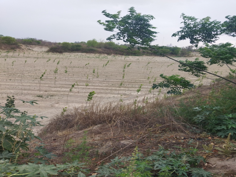 34 Acre Agricultural/Farm Land for Sale in Rupnagar