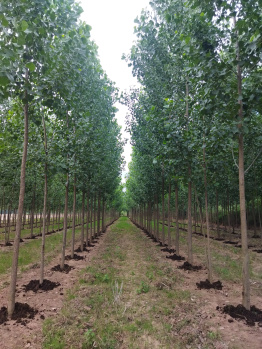 9 Acre Agricultural/Farm Land for Sale in Banga, Shahid Bhagat Singh Nagar (13 Acre)