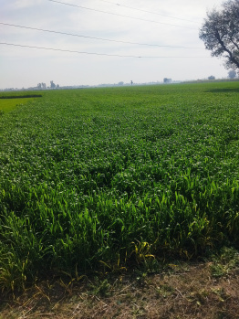 9 Acre Agricultural/Farm Land for Sale in Rahon, Shahid Bhagat Singh Nagar