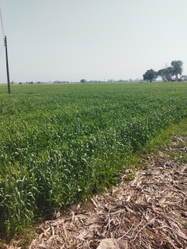 Agricultural/Farm Land For Sale In S.B.S. Nagar, Nawanshahr (12.5 Acre)
