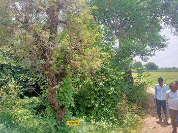 50 Acre Agricultural/Farm Land for Sale in Bawal, Rewari