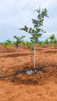Agricultural/Farm Land for Sale in East Coast Road, Chennai (9700 Sq.ft.)