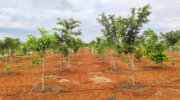 Agricultural/Farm Land for Sale in East Coast Road, Chennai (9610 Sq.ft.)