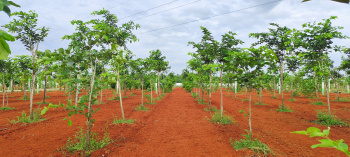 Agricultural/Farm Land for Sale in Madurantakam, Chennai (9600 Sq.ft.)