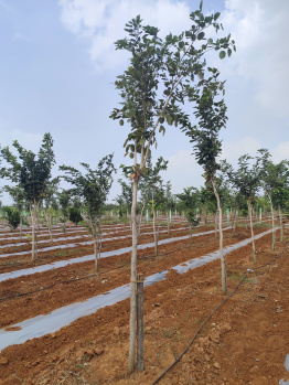 Property for sale in Madurantakam, Chennai
