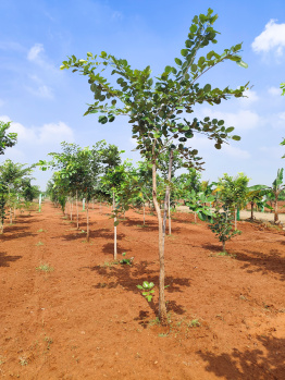 Property for sale in Walajabad, Kanchipuram