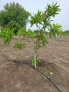 Property for sale in Tindivanam, Chennai