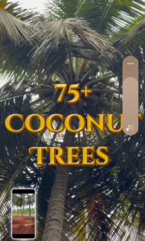 Agricultural/Farm Land for Sale in Pollachi, Coimbatore (100 Cent)