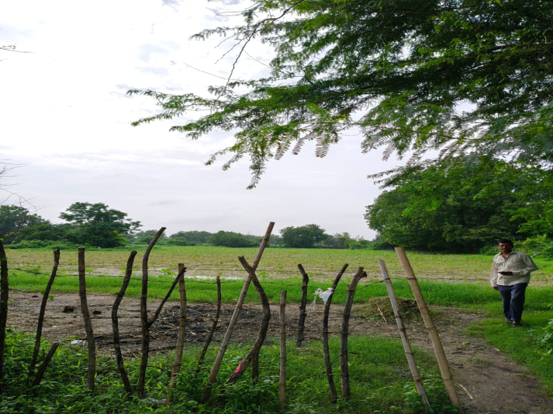 Agricultural/Farm Land For Sale In Padra, Vadodara (40000 Sq.ft.)