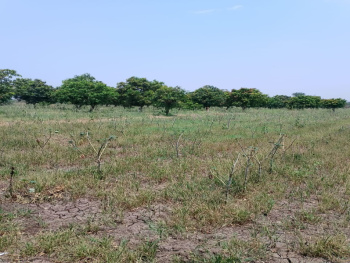 5.25 Bigha Agricultural/Farm Land for Sale in Kayavarohan, Vadodara