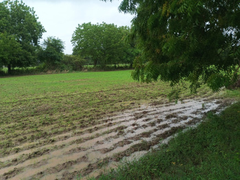 Agricultural/Farm Land for Sale in Padra, Vadodara (58000 Sq.ft.)