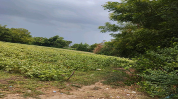 Agricultural/Farm Land for Sale in Padra, Vadodara (75000 Sq.ft.)
