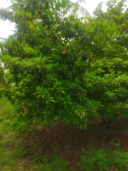 Property for sale in Annur Metu Palayam, Coimbatore