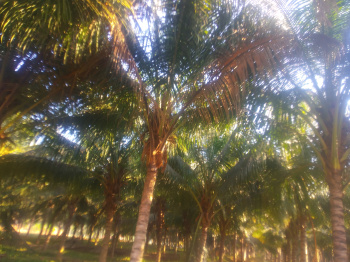 Property for sale in Annur Metu Palayam, Coimbatore