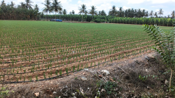 Agricultural/Farm Land for Sale in Karuvalur, Coimbatore (1.35 Acre)