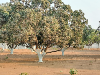 Farm House for Sale in Kharora, Raipur (12500 Sq.ft.)