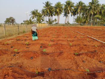 50 Cent Agricultural/Farm Land for Sale in Vallioor, Tirunelveli