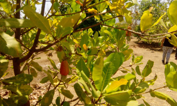 Property for sale in Wada, Palghar