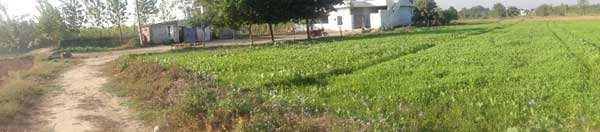32 Acre Farm Land for Sale at Hoshiarpur