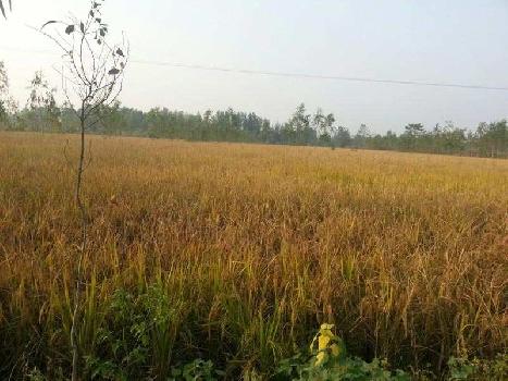 Agriculture Land for Sale in  Hoshiarpur Punjab