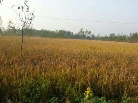 Agriculture Land for Sale in  Hoshiarpur Punjab
