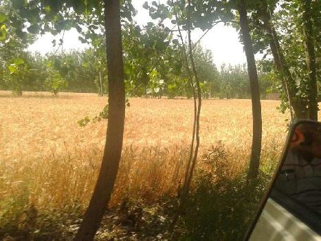 Agriculture  land for sale  in mukerian Jaipur punjab