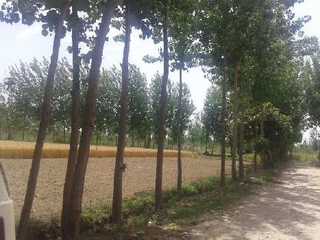 Agriculture  land for sale  in mukerian Jaipur punjab