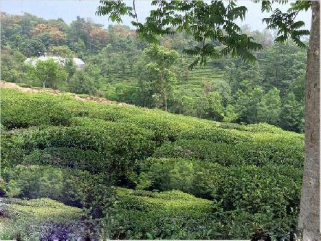Tea estate for sale in himachal pradesh