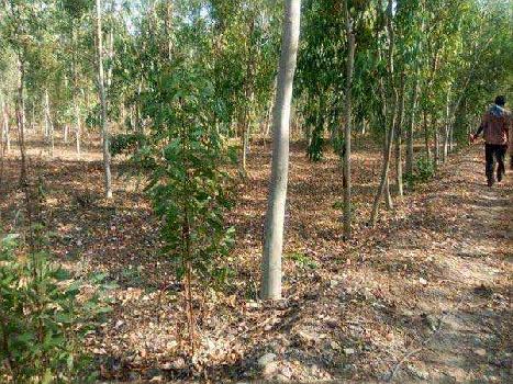 Agriculture land for sale in Dasuya hoshiarpur