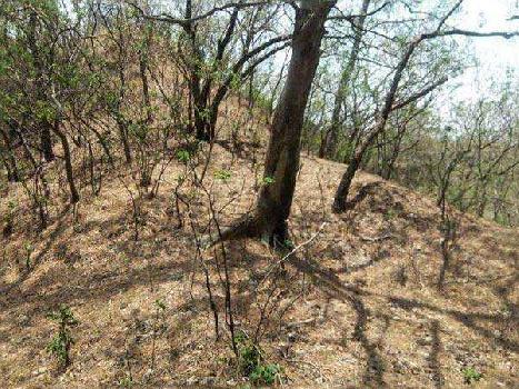 Cheap agriculture hilly land for sale in Punjab Hoshiarpur
