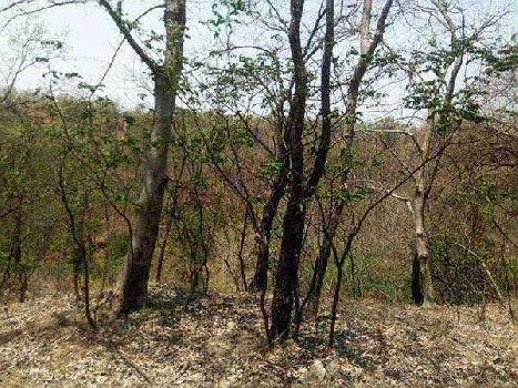 Cheap agriculture hilly land for sale in Punjab Hoshiarpur