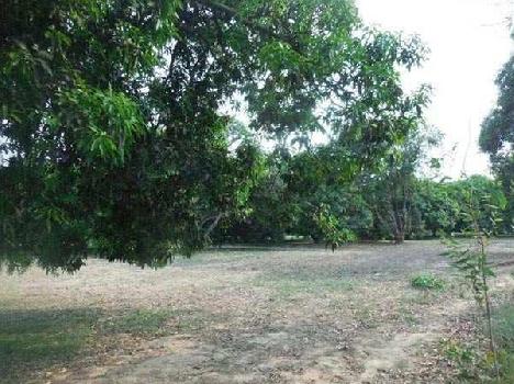 Mango orchard  for sale  in utarpradesh