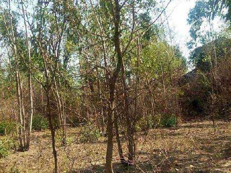 Agriculture cheap  land for sale in Hoshiarpur