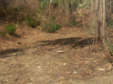 Agriculture cheap  land for sale in Hoshiarpur